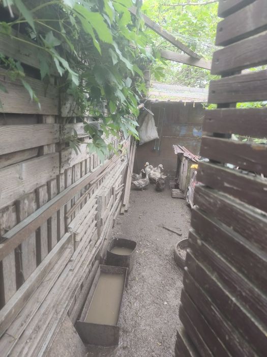 Vând 5 rate și un rățoi ( românești)de 1 an
