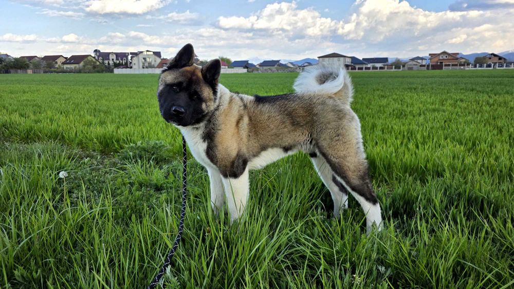 Akita American Mascul Pedigree