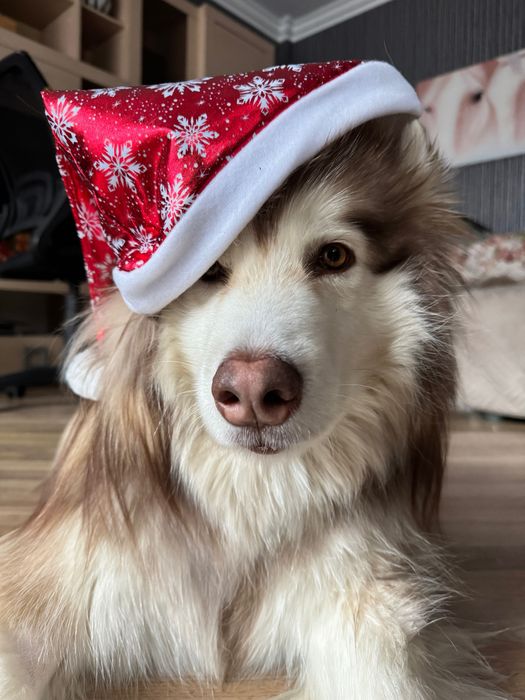 Фотосессия с маламутом