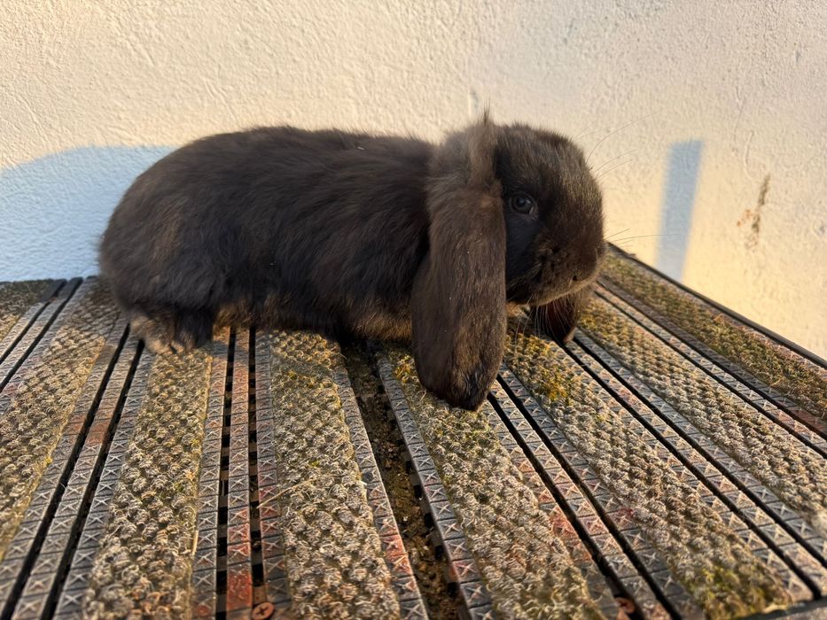 Berbec german, 6 săptămâni