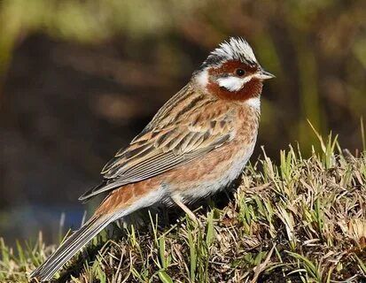 Продам певчих птиц