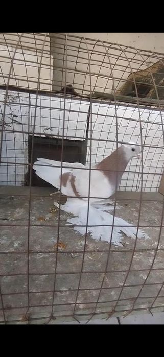 Голуби на гребле