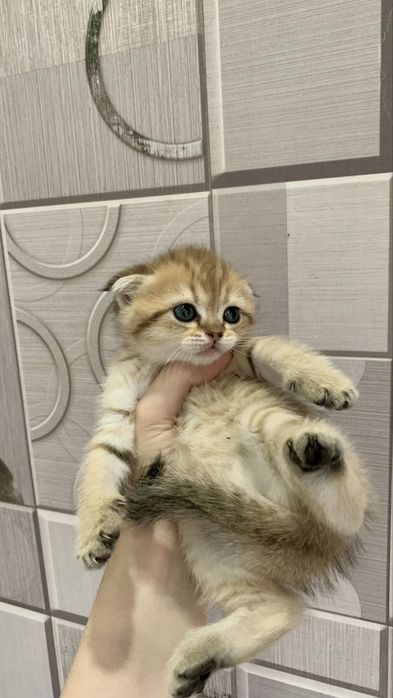 Сотилади тоза кон британский мушукчалар