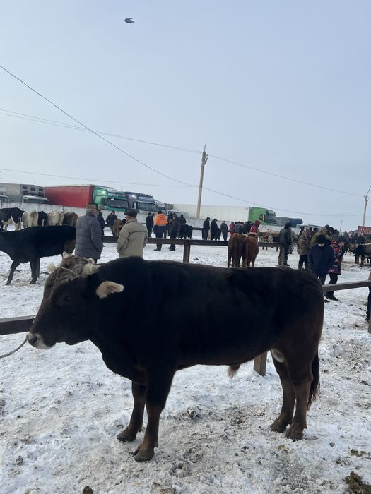 Бычок сатылады 2жасар