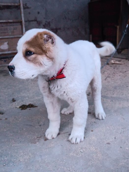 Төбет 3 жасар  САО