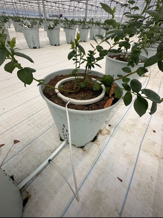 Систем точного полива и авт дозирующих машин, предлагаем Вам свои услу