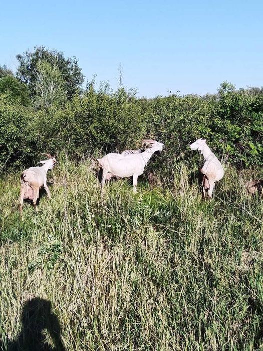 Продаются дойные козы и козлята. На выбор.
