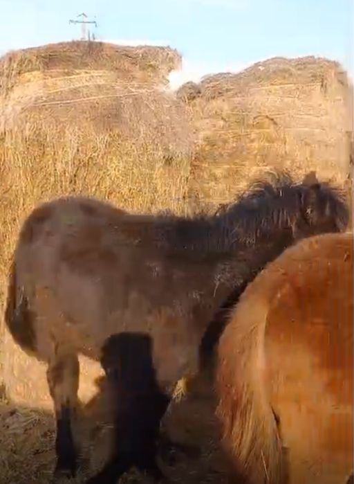 Продам жеребят шабағылар