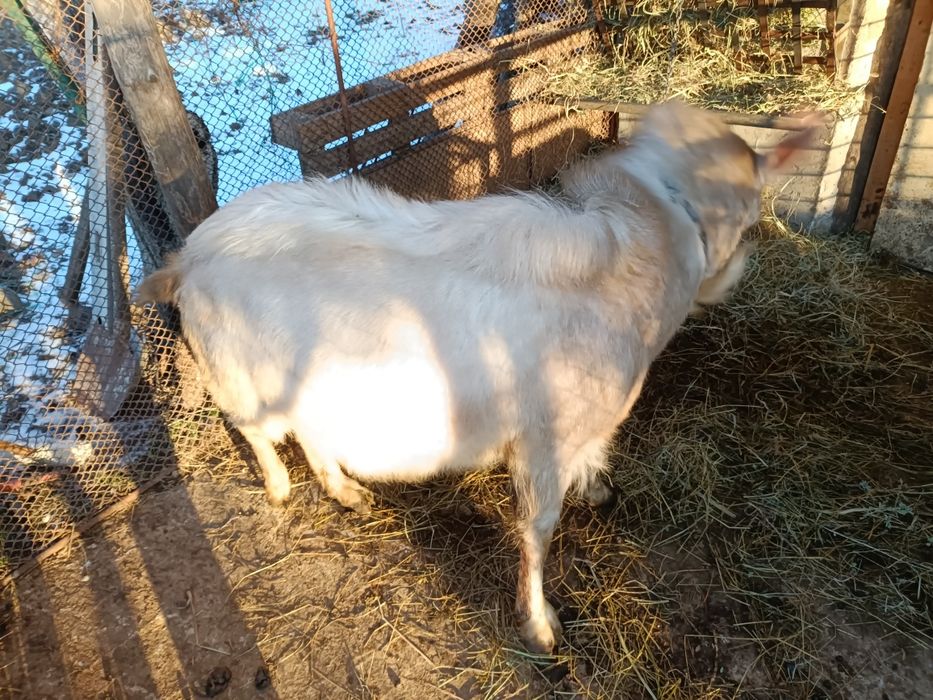 Țap de vanzare - 900 lei