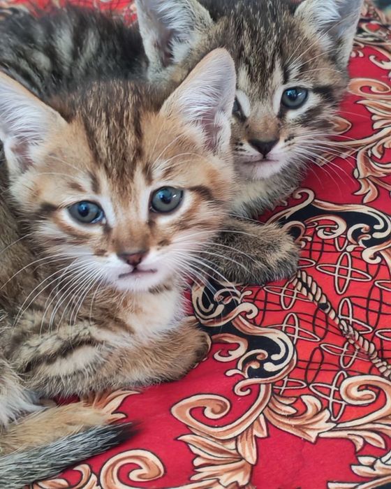 Котенки, милые котенки, отдадим бесплатно в хорошие руки