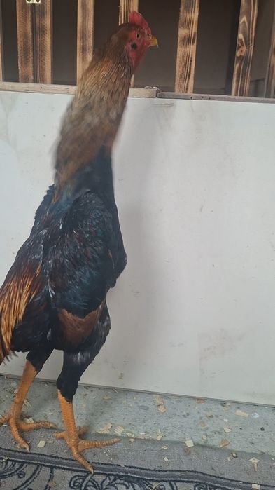 Қаны таза шөжелер