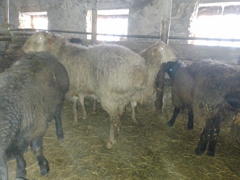 Продам кошкаров едильбайские