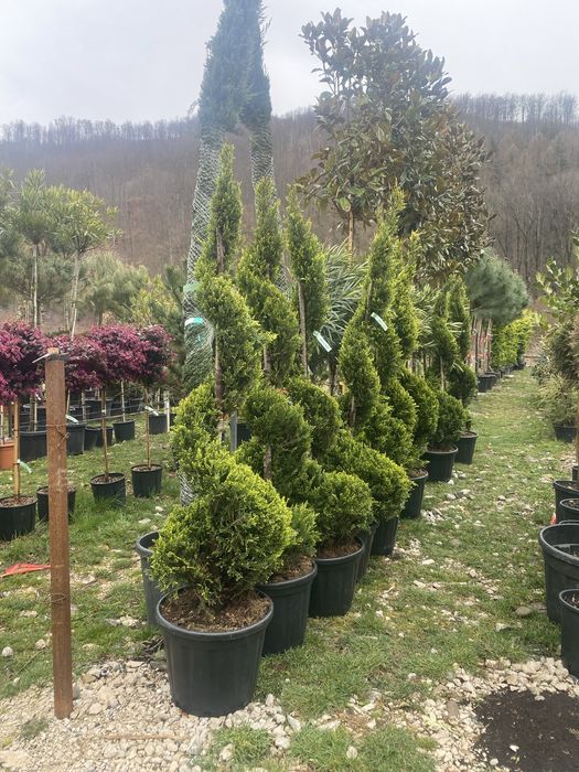 Cupressocyparis Leylandii