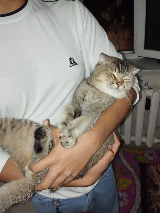 Shotlanskiy shinshila sotiladi