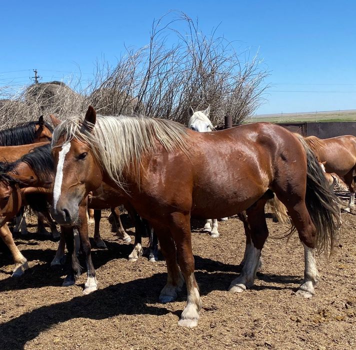 Айғыр сатылады..