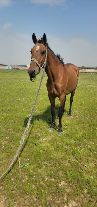 От сотилади бия ювош согдиради миндиради!