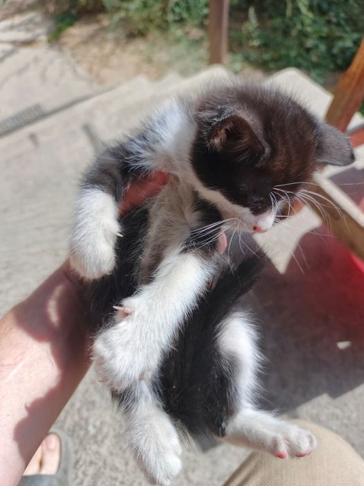 Отдам котят в хорошие руки