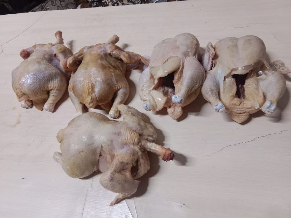 Курочки домашние бролеры