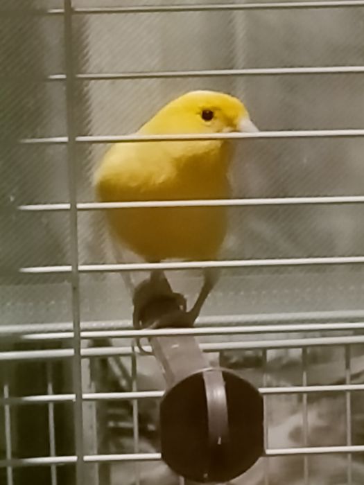 Кенр  поющий  молодой