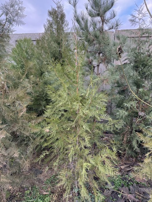 Туя декоративная.