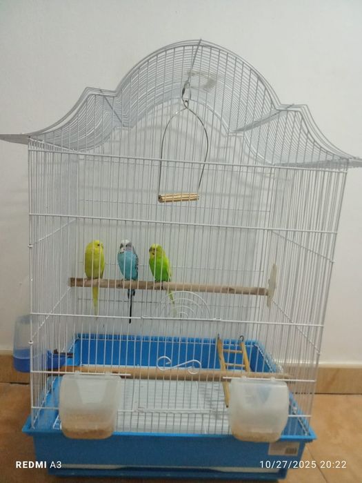 Vând perusi cu tot cu cușcă  (toți 3)