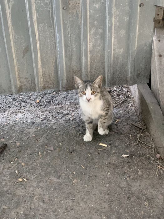 Котята в добрые руки!