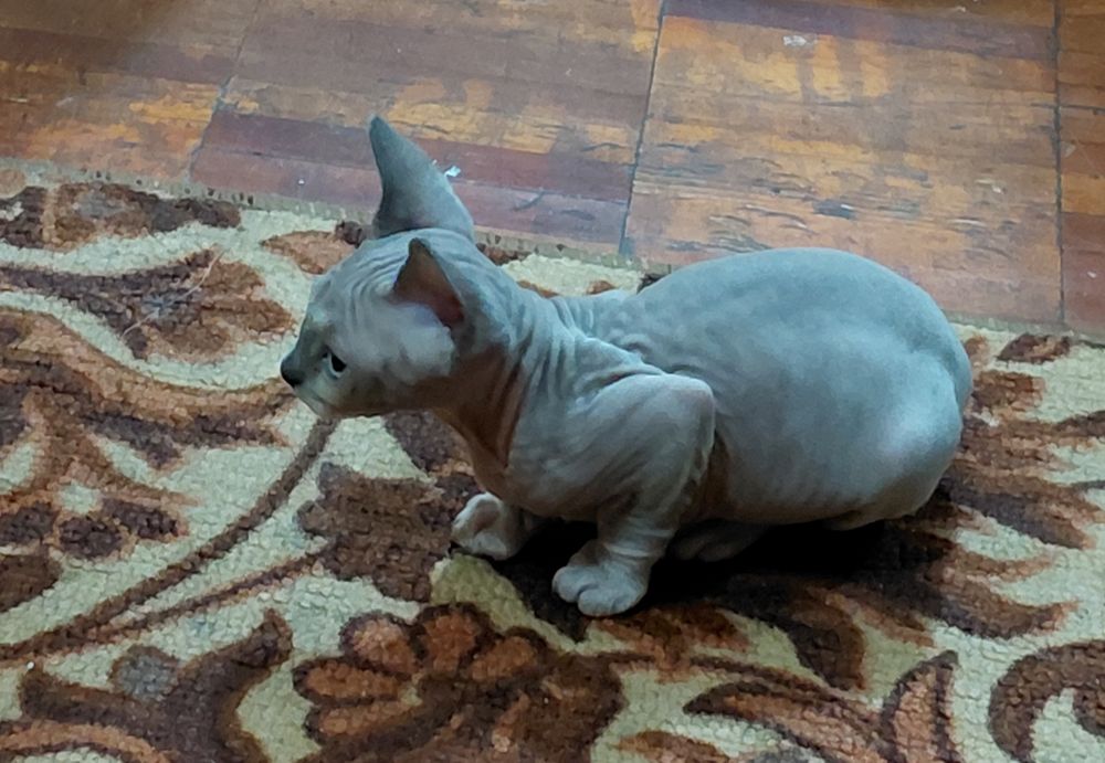 Продам котёнка канадский сфинкс