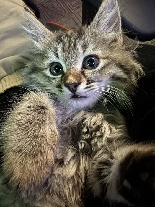 Продается котята