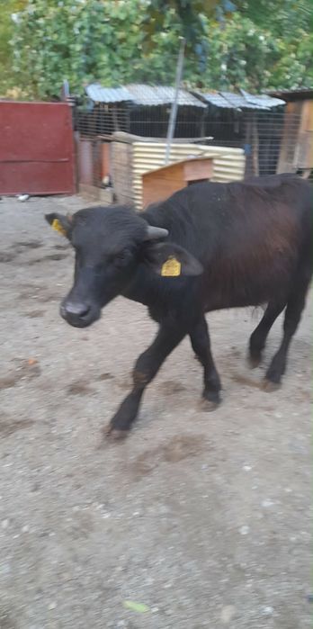 Vând viței de bivol!!