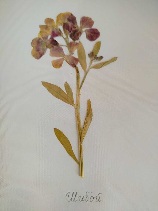 Ученически хербарии 3-7 клас, 17 стр. РЪЧНА декорация