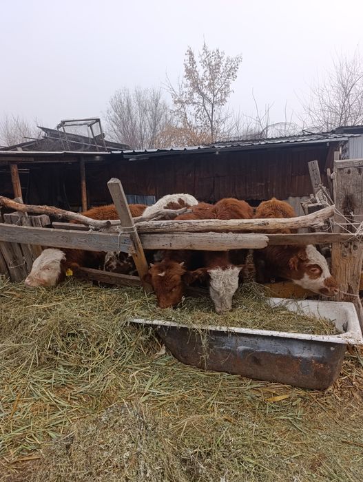 Продам бычки по 8.9 мес