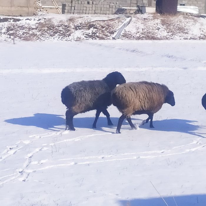 Ekkizak tug'adigan bug'o'z quyla sotiladi