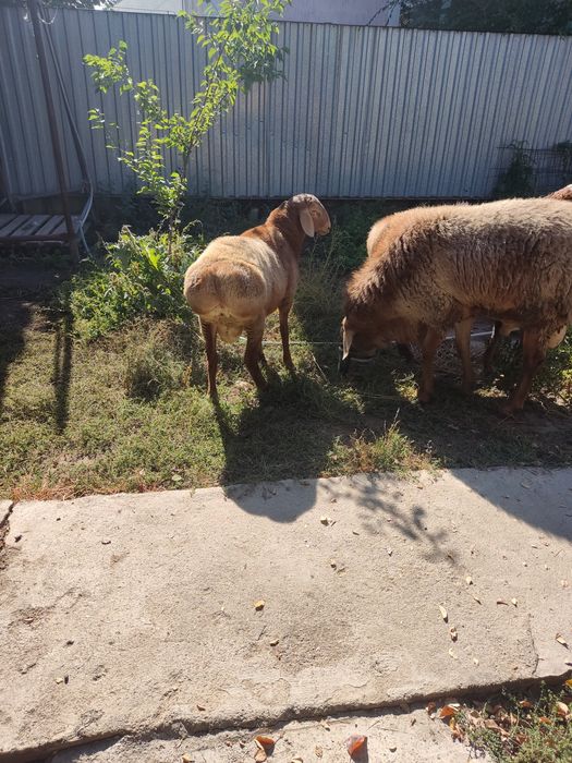 Продам кошкара .