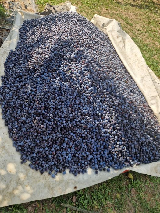 Vand prune negre de tuica /Ofer si transport
