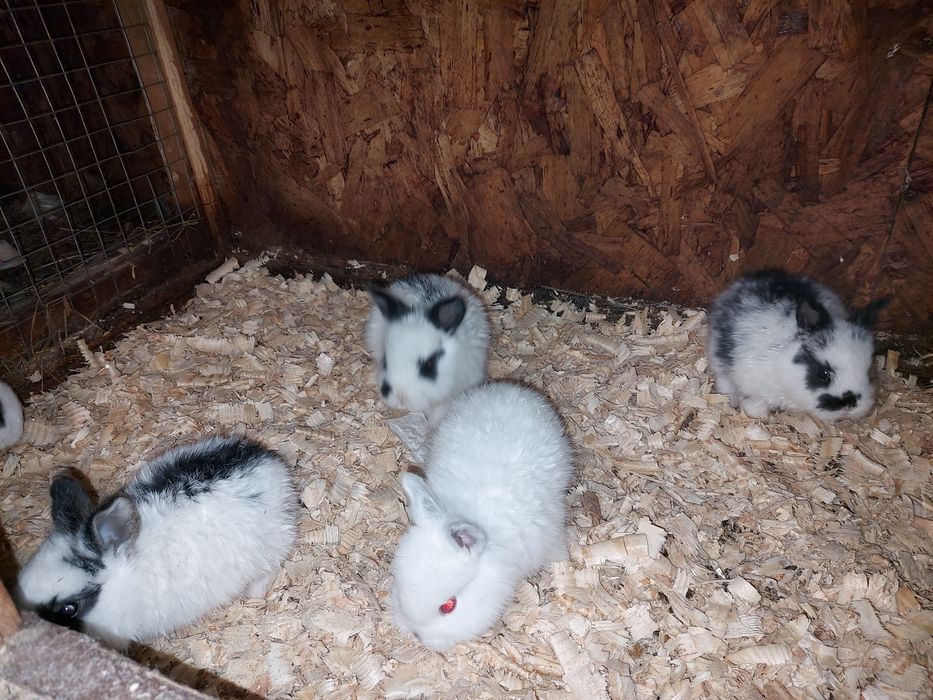 Продам Декаротивных кроликов