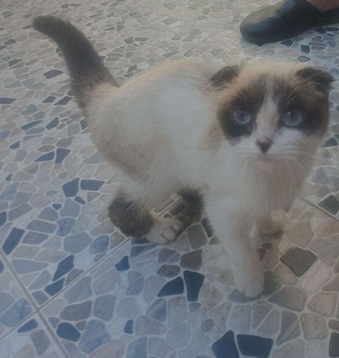 Отдам котёнка на добрые руки