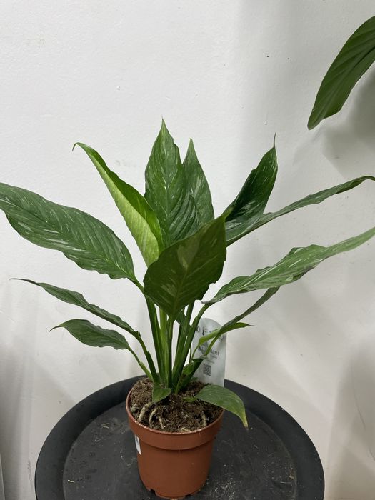 Цветы Спатифиллум (женское счастье)