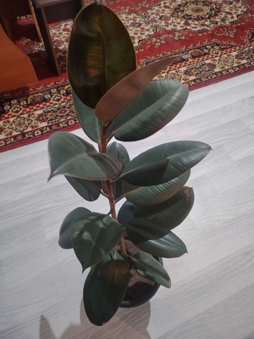 Продам фикусы для дома