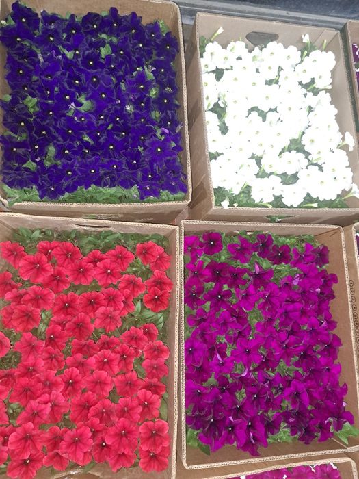 цветы оптом в розницу