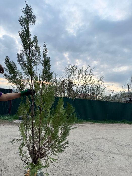 Продаю тую 1.5-2метра