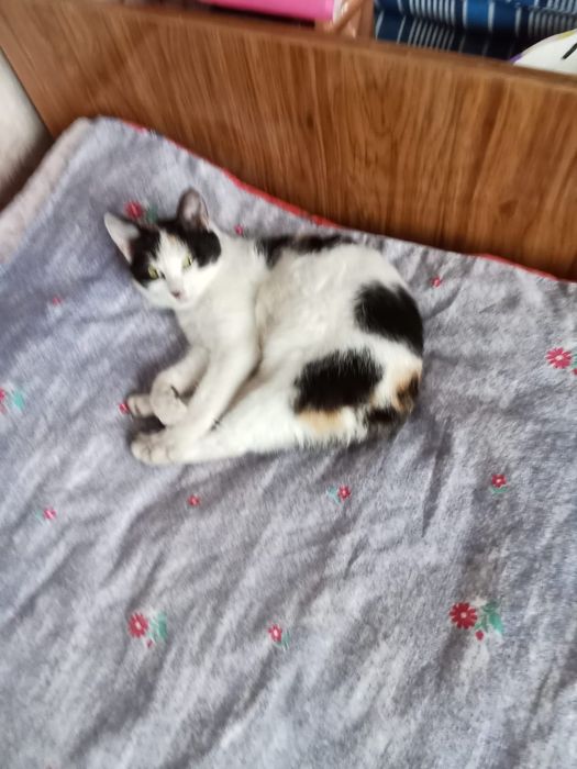 Милая кошечка. Только в добрые руки!