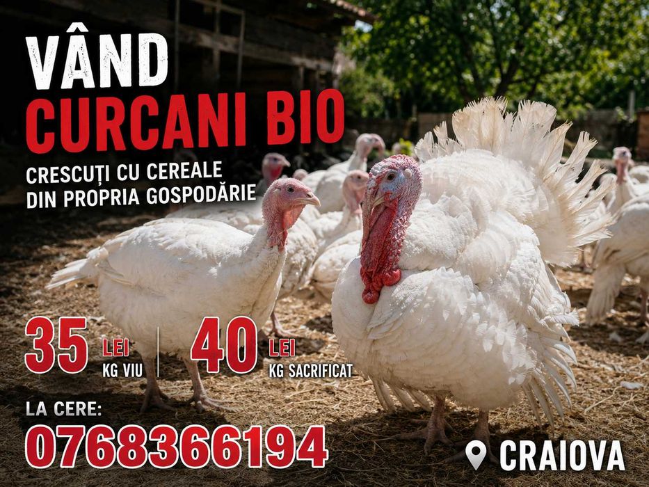 Curcani și curci bio crescuți cu cereale din propria gospodărie