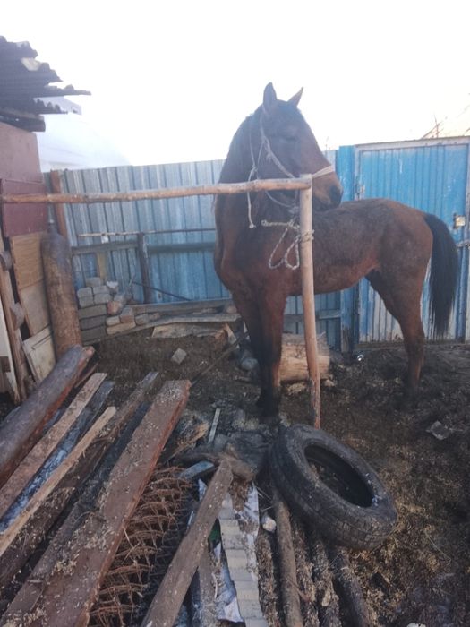 Жиребец высокий 4 года