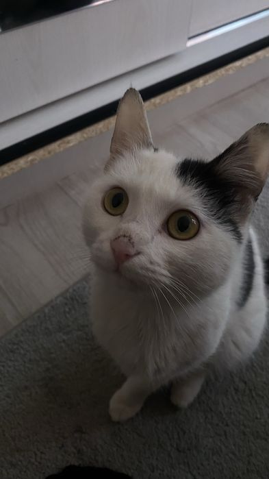 Кот продаётся в хорошие руки