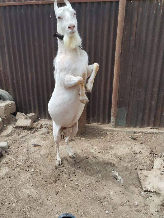 Голландский Занен