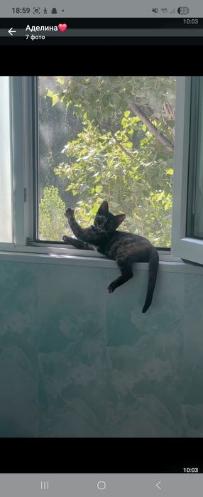 Отдам котенка в добрые руки.
