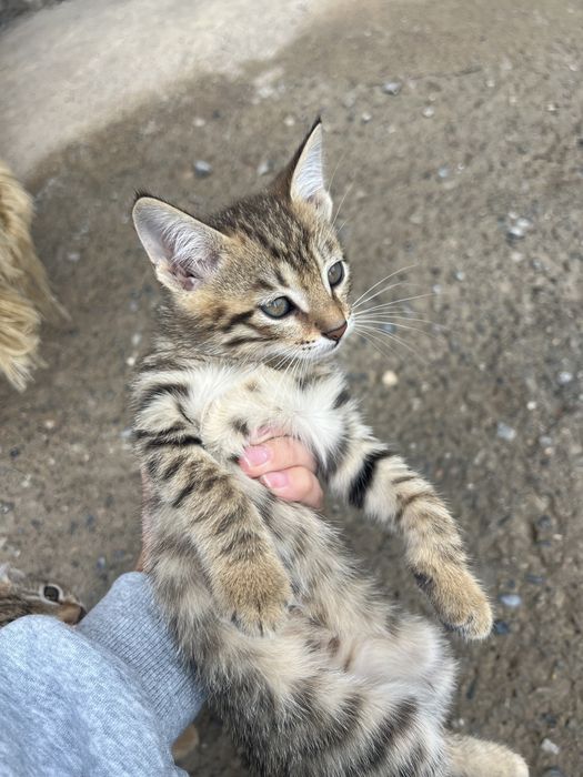 Хорошие котята в хорошие руки.