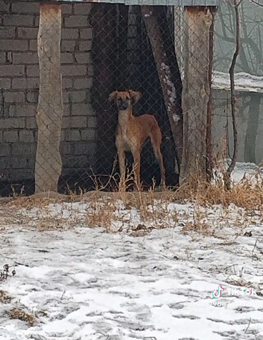 Таза қан шашақ тазы.