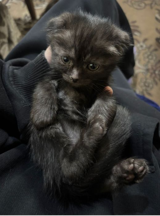 Отдам в добрые руки