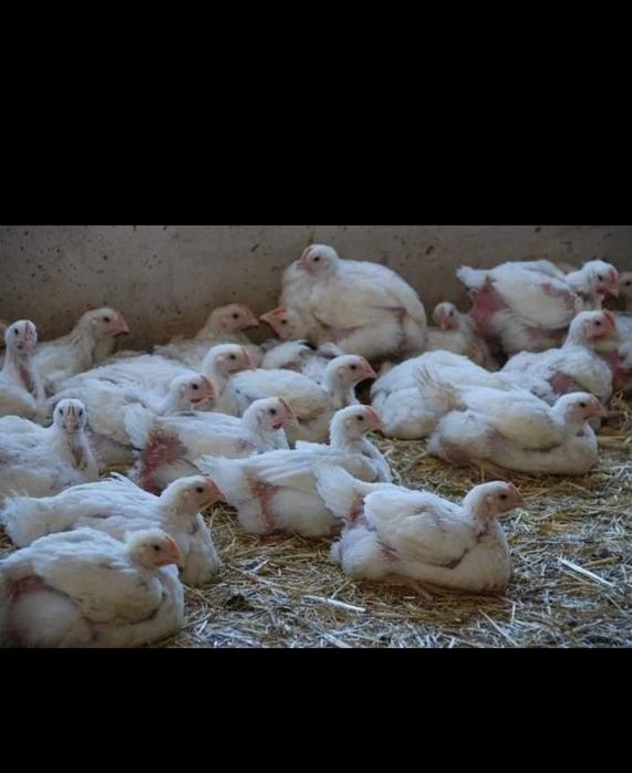 Puii rasa mixta și alb de carne